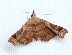 Esthlodora variabilis