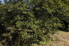 Oncoba spinosa