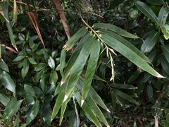 Schizostachyum diffusum