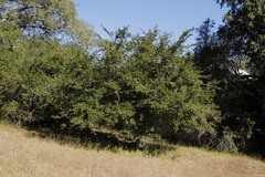 Oncoba spinosa