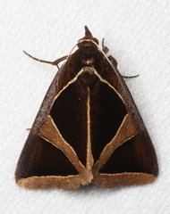 Agamana conjungens