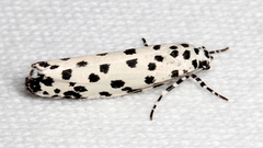 Ethmia clytodoxa