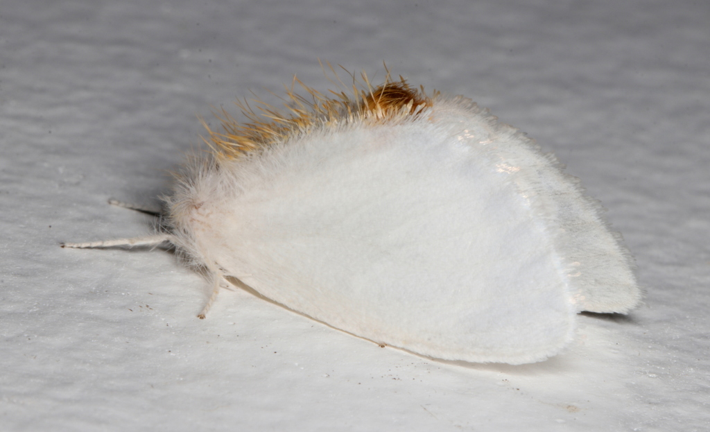 Euproctis euthysana
