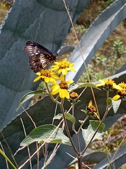 Catasticta nimbice