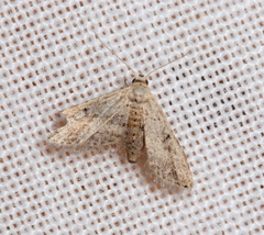 Araeopteron canescens