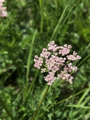 Mutellina purpurea