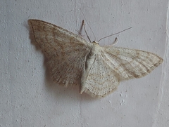 Scopula ternata