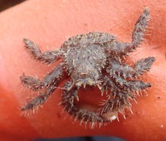 Hapalogaster