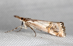 Hednota longipalpella