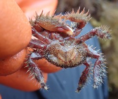 Hapalogaster