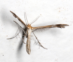 Stangeia xerodes