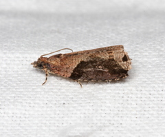 Statherotis pendulata