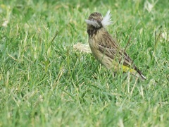 Crithagra atrogularis atrogularis