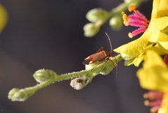 Adelphocoris vandalicus