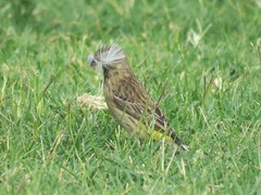 Crithagra atrogularis atrogularis