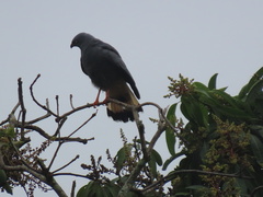 Geranospiza caerulescens
