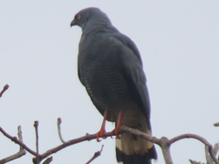Geranospiza caerulescens