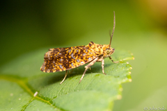 Celypha siderana