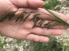 Poa chaixii