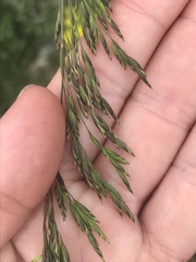 Poa chaixii