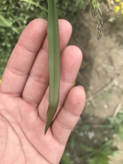 Poa chaixii