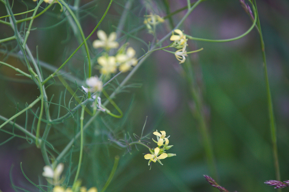 lösel-rauke, small tumbleweed mustard