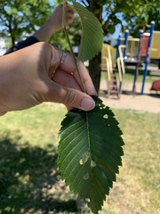 Ulmus ×hollandica