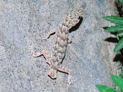 Altiphylax stoliczkai