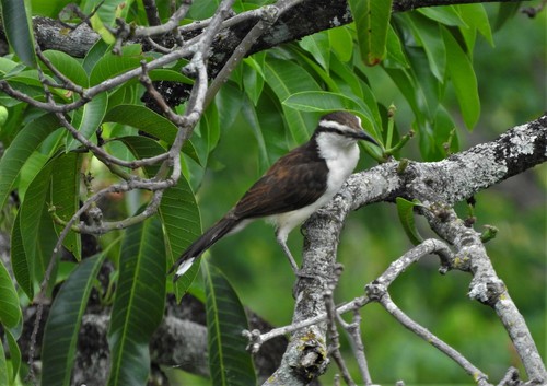 Bicolored Wren