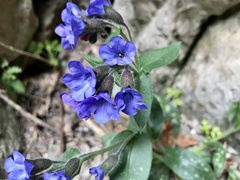 Pulmonaria longifolia