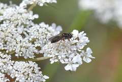 Cheilosia soror