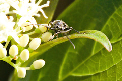 Typocerus lugubris