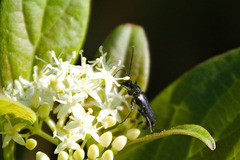 Typocerus lugubris