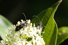 Typocerus lugubris