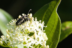 Typocerus lugubris