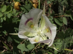 Calochortus eurycarpus