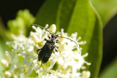 Typocerus lugubris