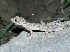 Altiphylax stoliczkai