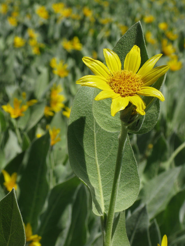 Wyethia