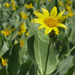 Mule's Ears - Photo (c) Neil Hunt, some rights reserved (CC BY-NC)