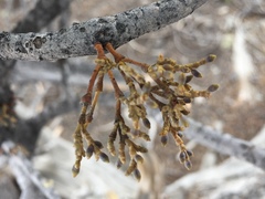 Arceuthobium americanum