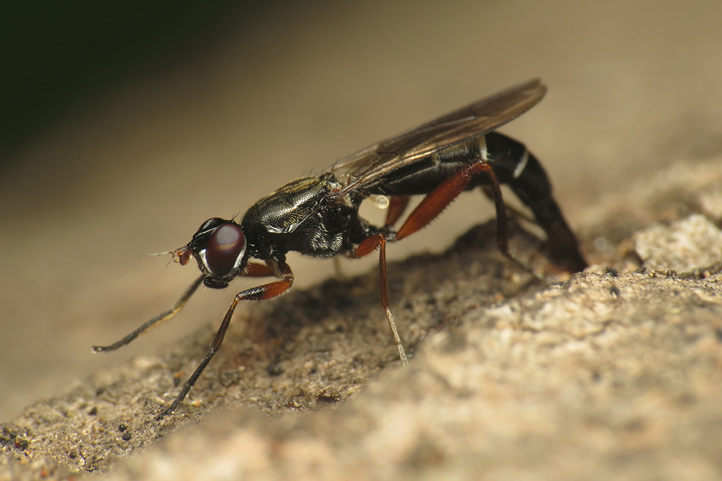 Megamerinidae