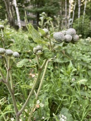 Arctium tomentosum