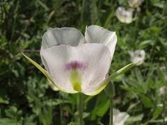 Calochortus eurycarpus