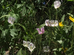 Calochortus eurycarpus