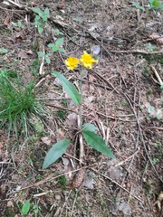 Hieracium lepidulum