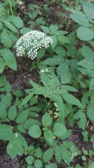 Aegopodium podagraria