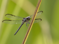 Libellula axilena