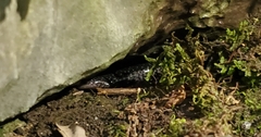 Plethodon glutinosus