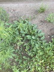 Convolvulus arvensis